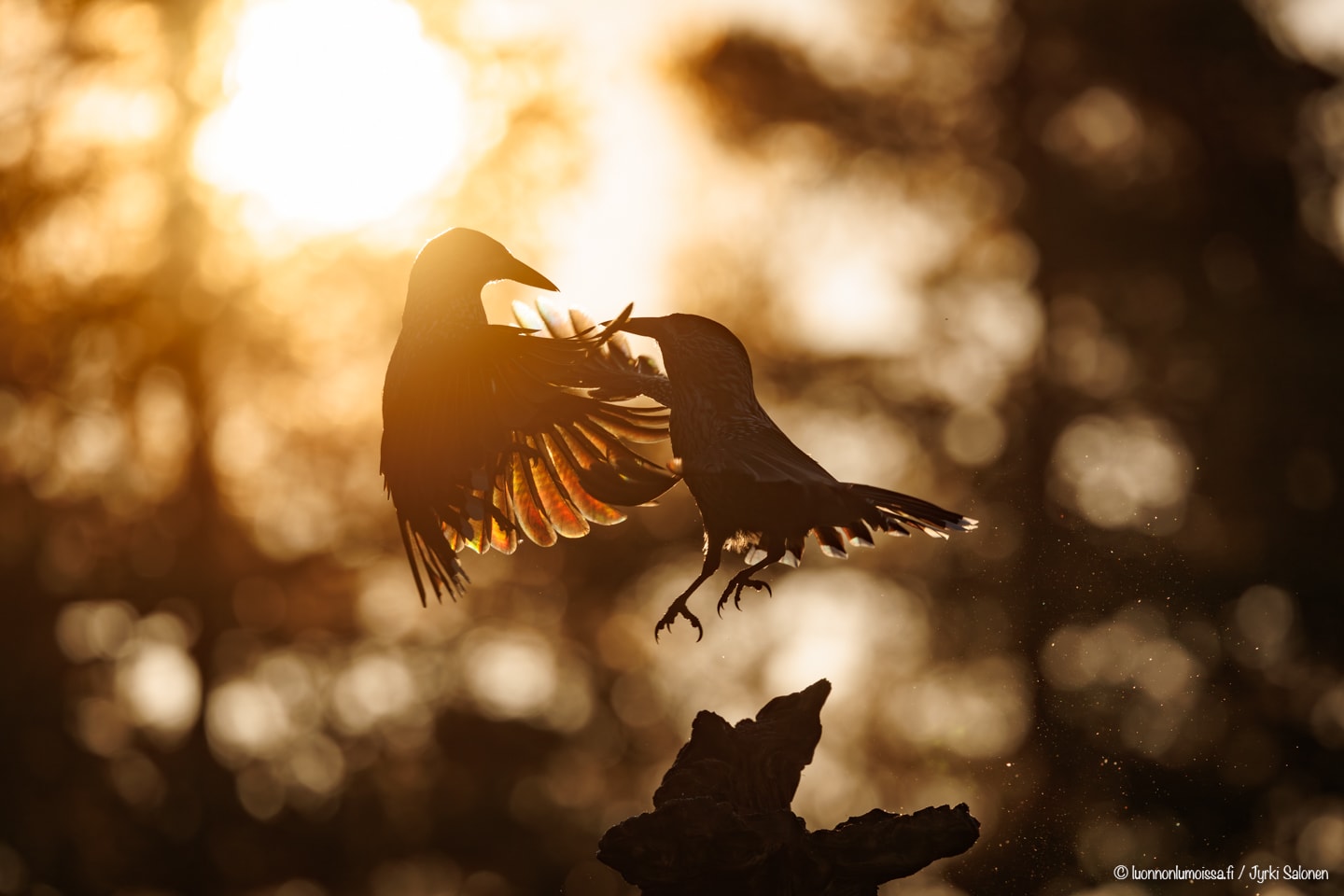 Sipoonkorpi, 17.10.2025