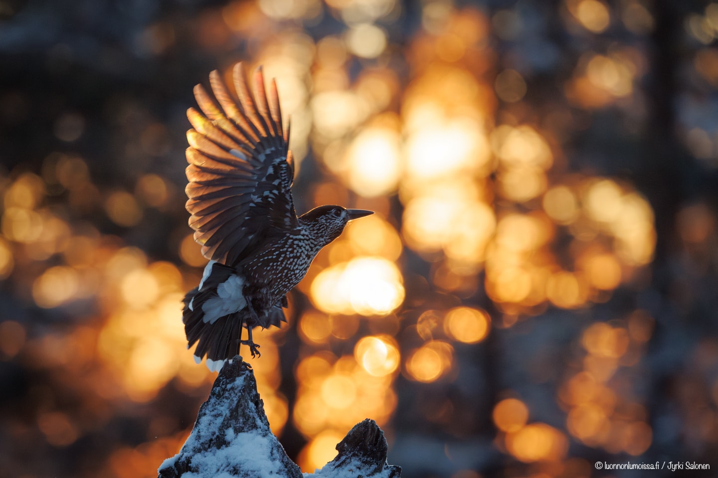 Sipoonkorpi, 22.11.2025