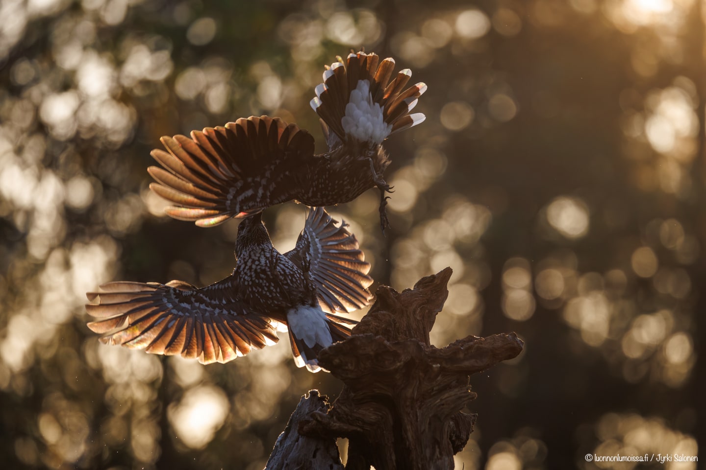 Jupistaanpa kameroista