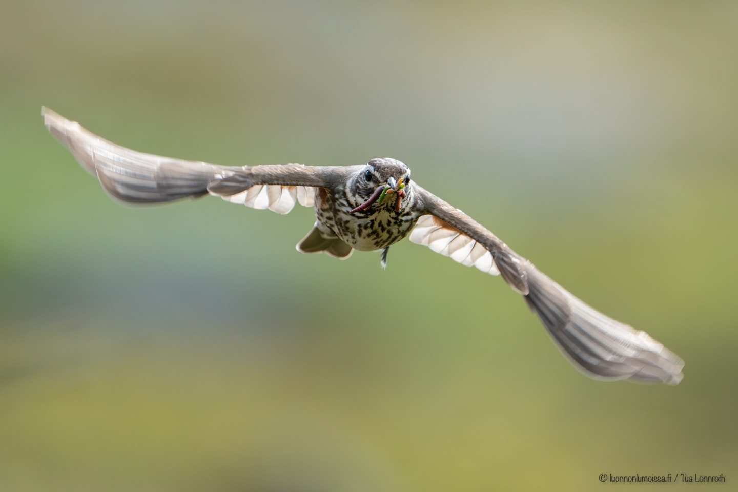 Keskiyön aurinkoa sekä lintubongailua pohjoisessa