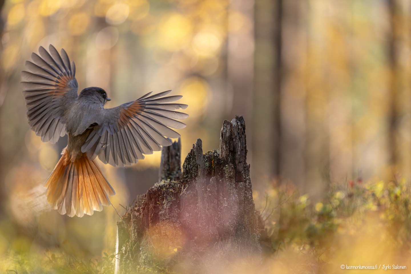 Portfolio - Jyrki Salonen