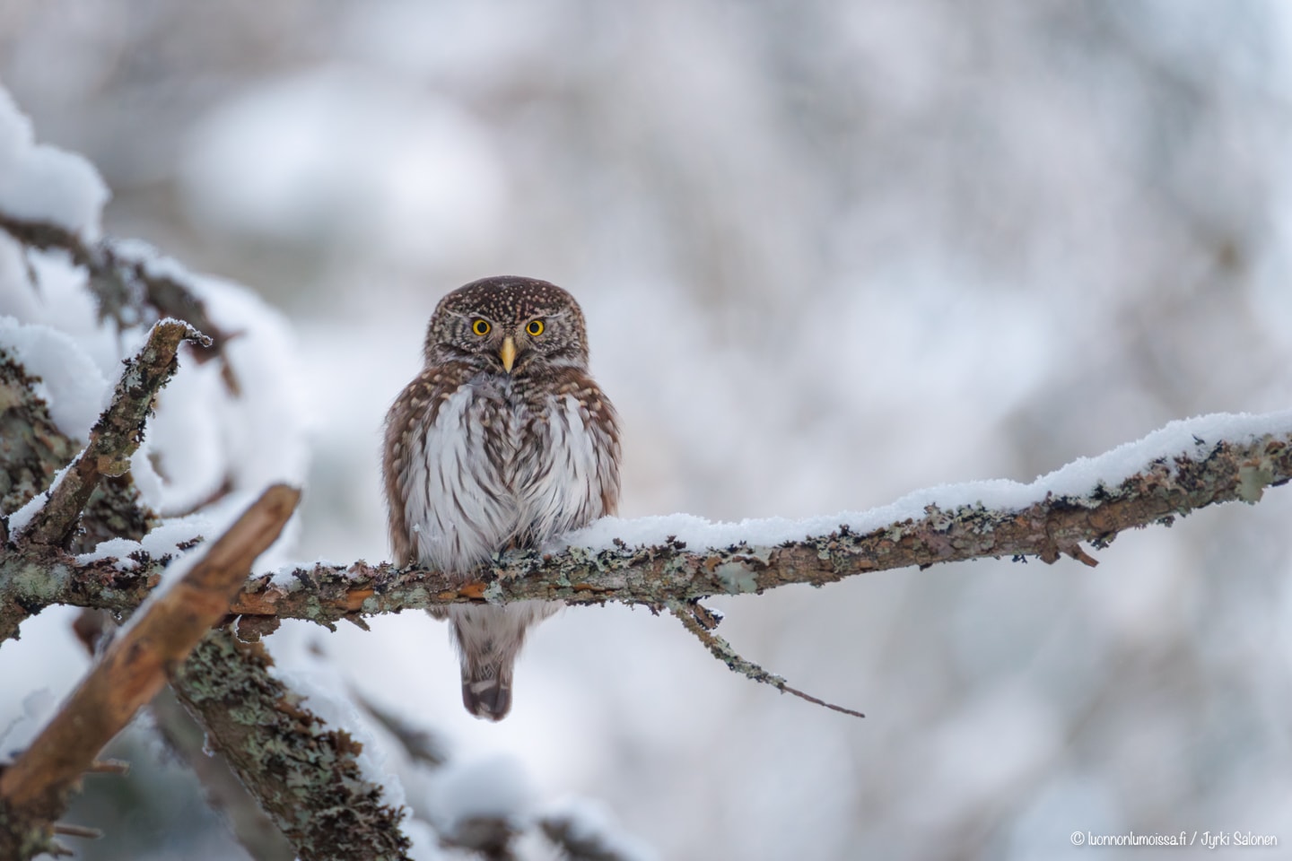 Varpuspöllö ja vastahankainen vastavalosuoja